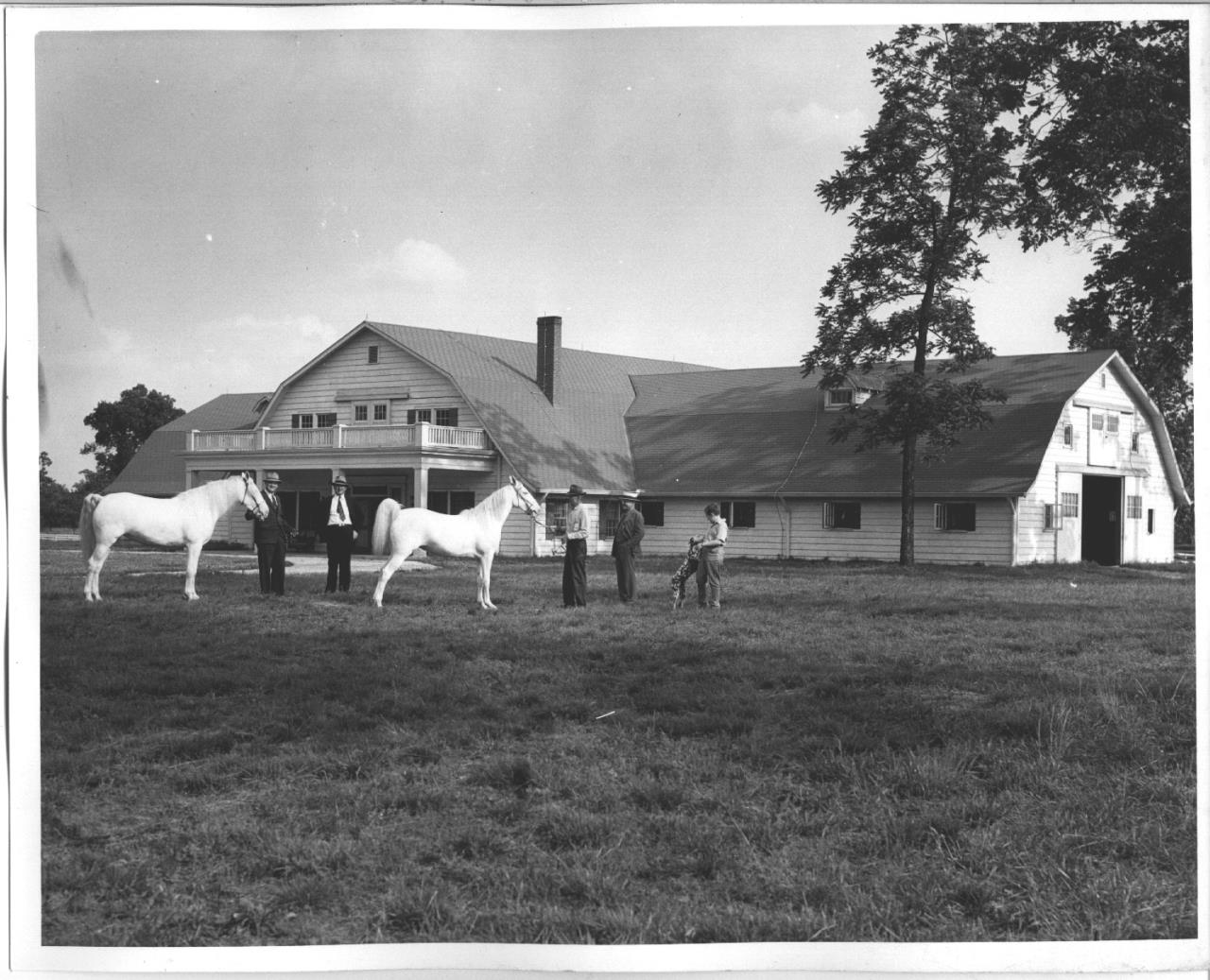 Barn, white horses